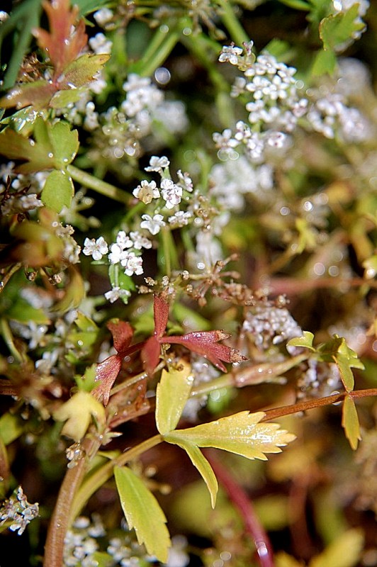 Helosciadium crassipes / Sedano di Sardegna